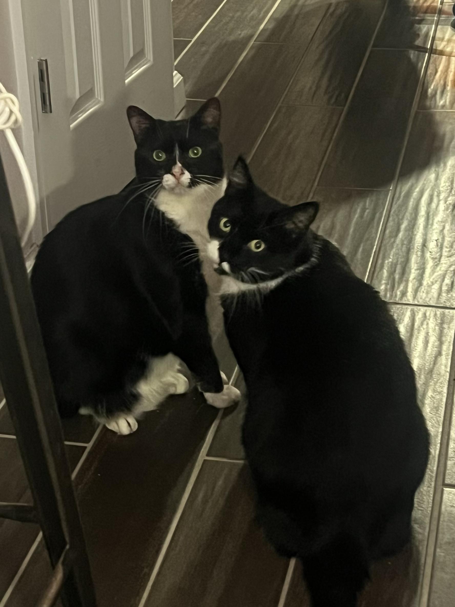 Enlarge Aidan & Seamus , a ADOPTABLE Domestic Short Hair in New York, NY image 6/6