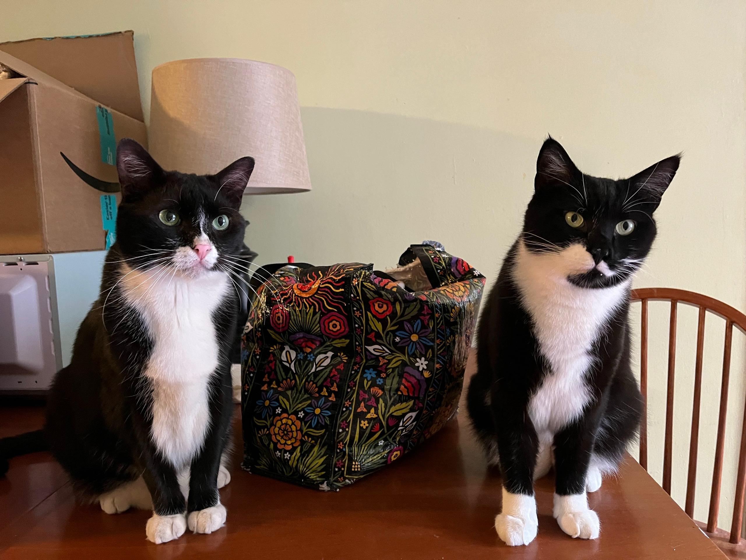 Enlarge Aidan & Seamus , a ADOPTABLE Domestic Short Hair in New York, NY image 1/6