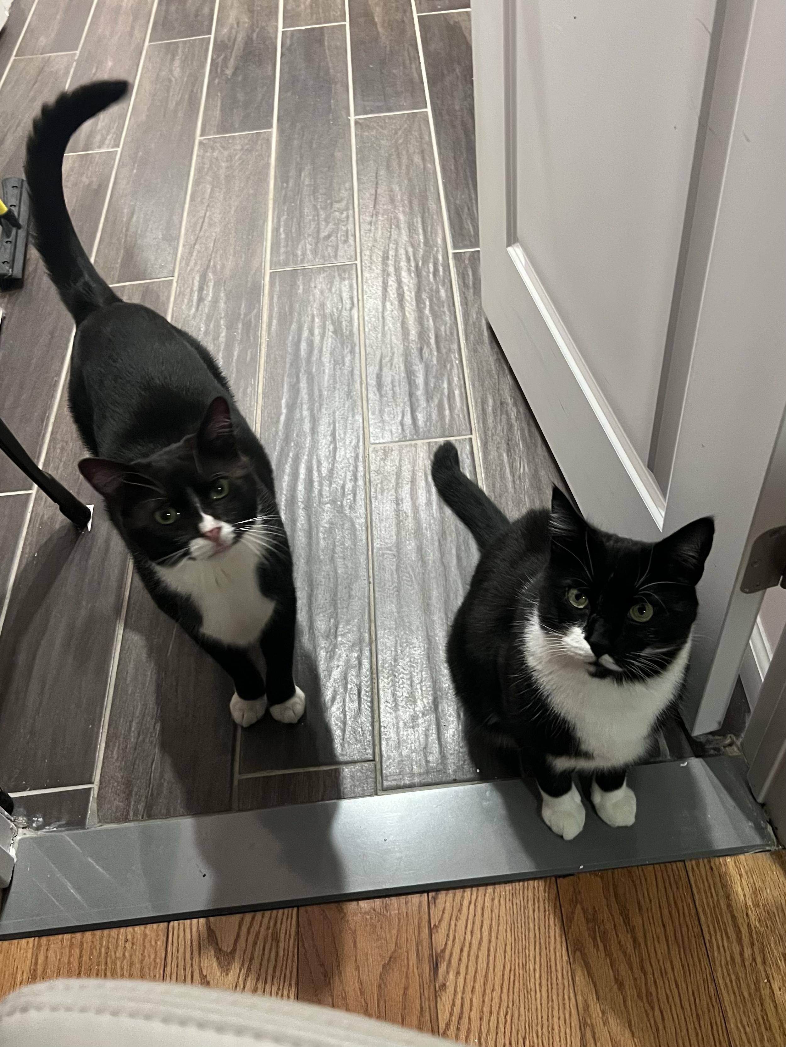 Enlarge Aidan & Seamus , a ADOPTABLE Domestic Short Hair in New York, NY image 4/6