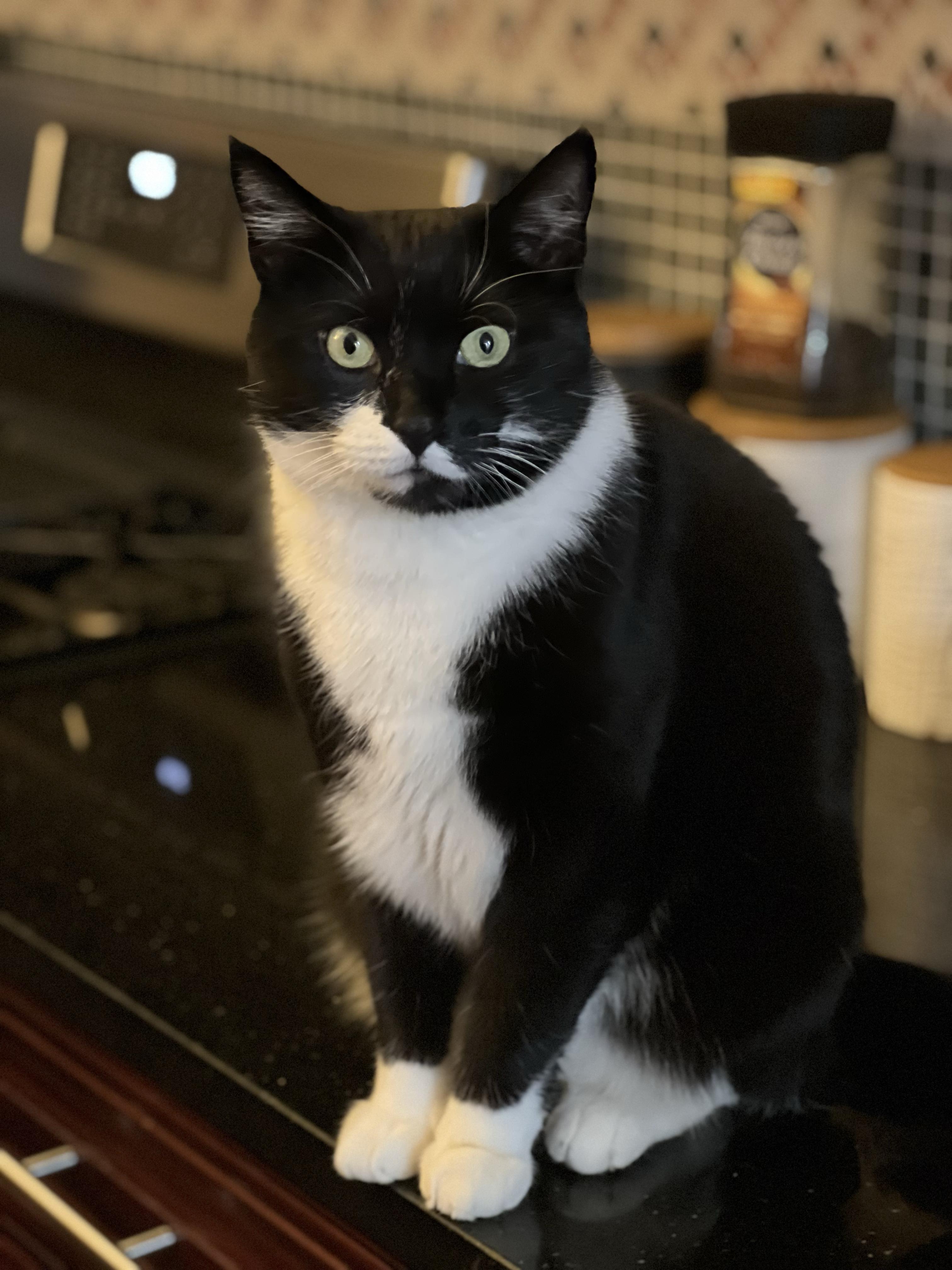 Enlarge Aidan & Seamus , a ADOPTABLE Domestic Short Hair in New York, NY image 2/6