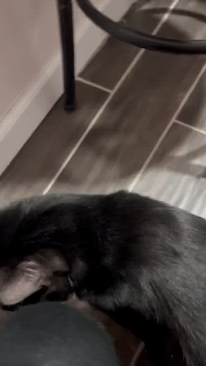 Enlarge Aidan & Seamus , a ADOPTABLE Domestic Short Hair in New York, NY video 5/6