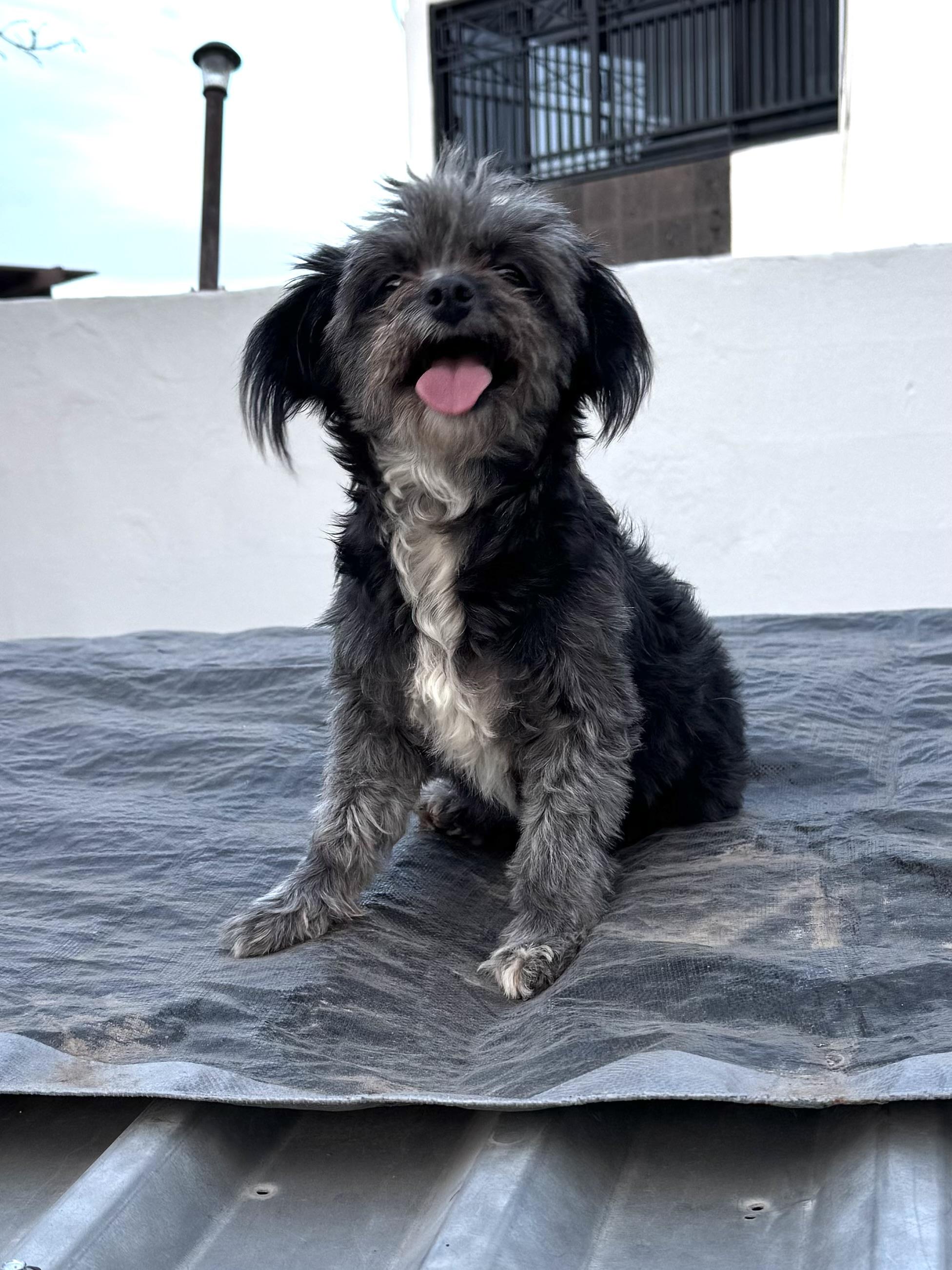 MILA , adopted, Adult Female Terrier.