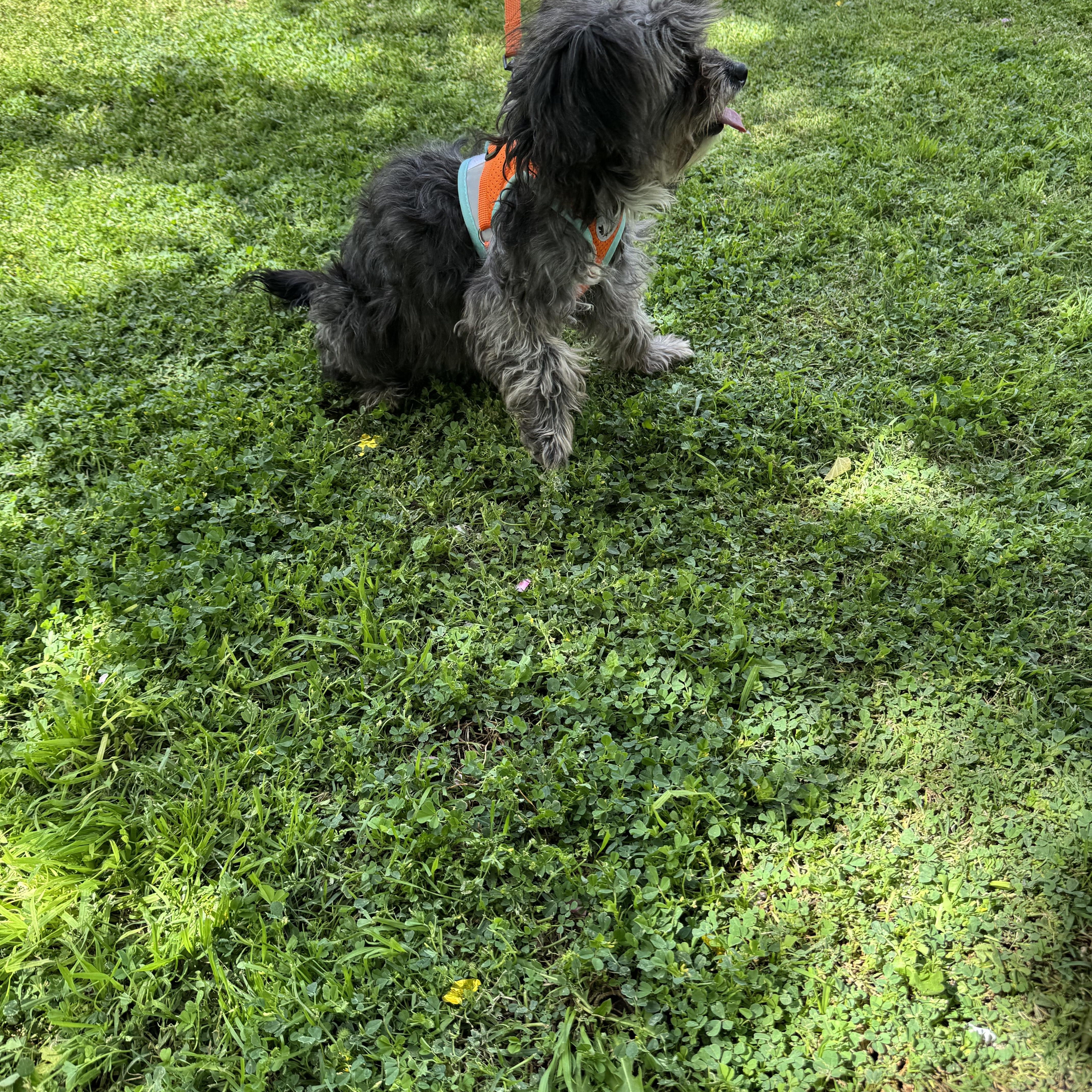 Enlarge MILA , an adopted Terrier in Nogales, SON image 6/6