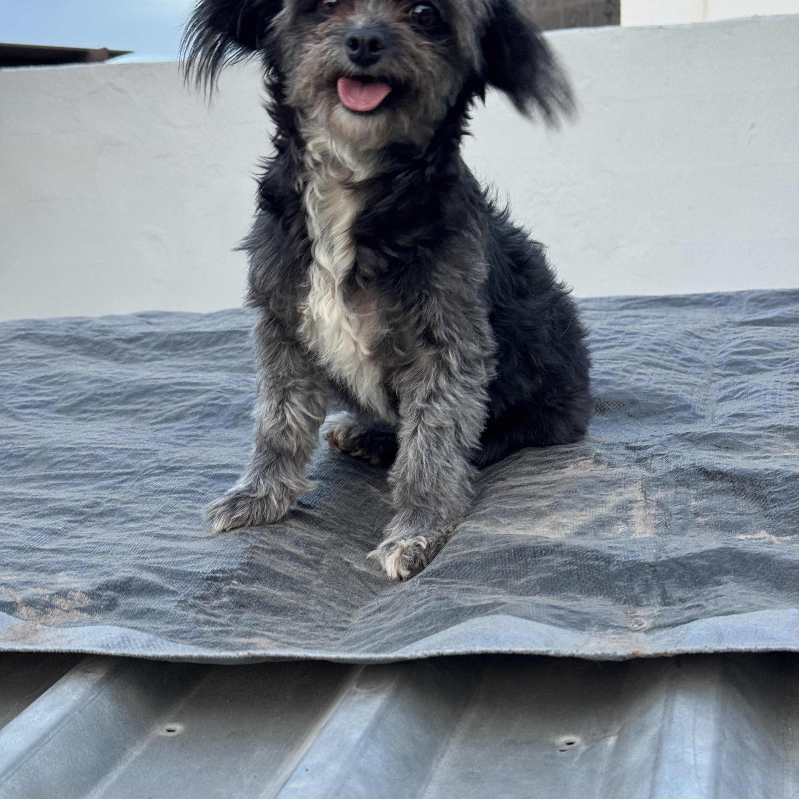 Enlarge MILA , an adopted Terrier in Nogales, SON image 2/6