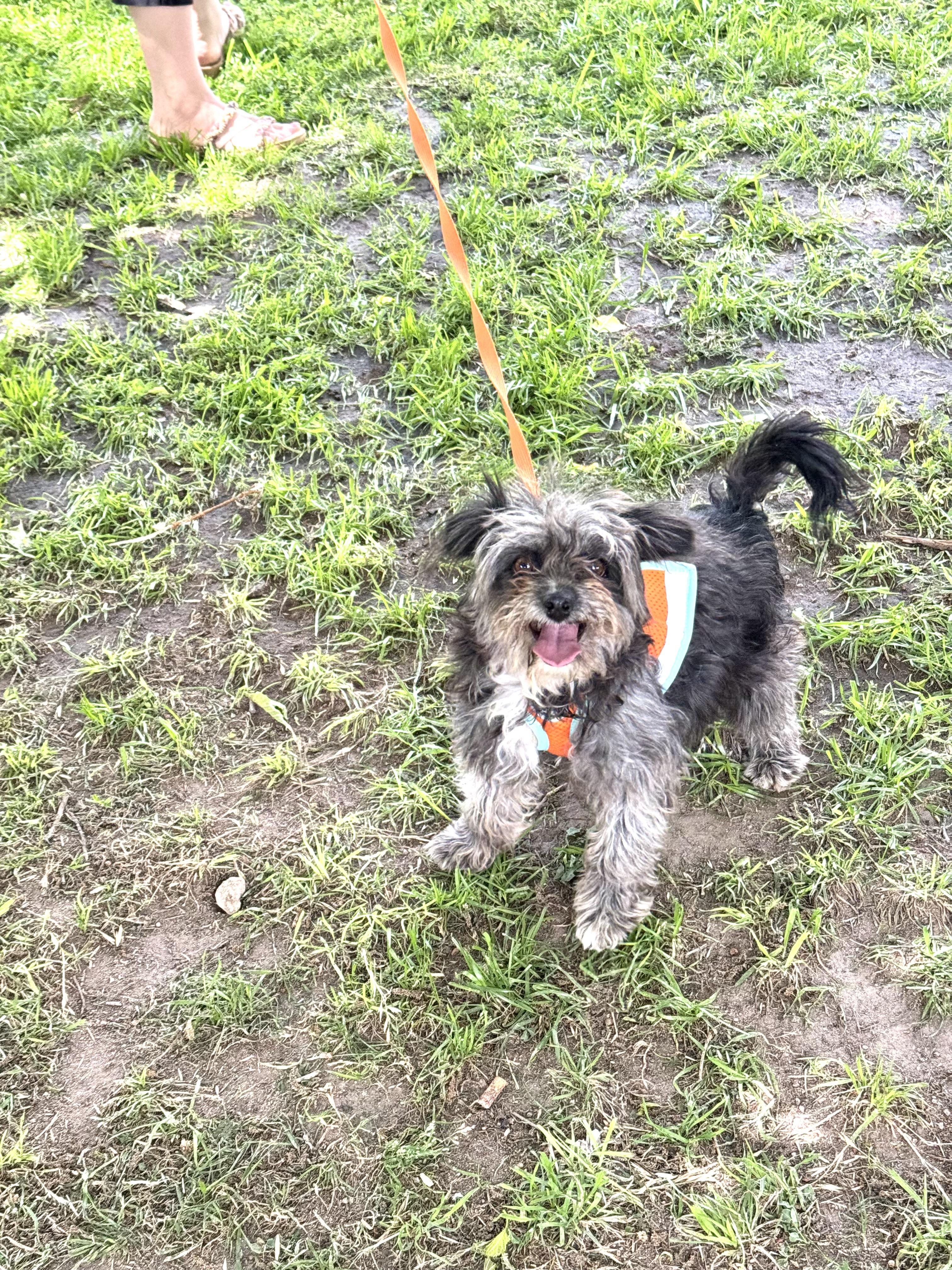 Enlarge MILA , an adopted Terrier in Nogales, SON image 3/6