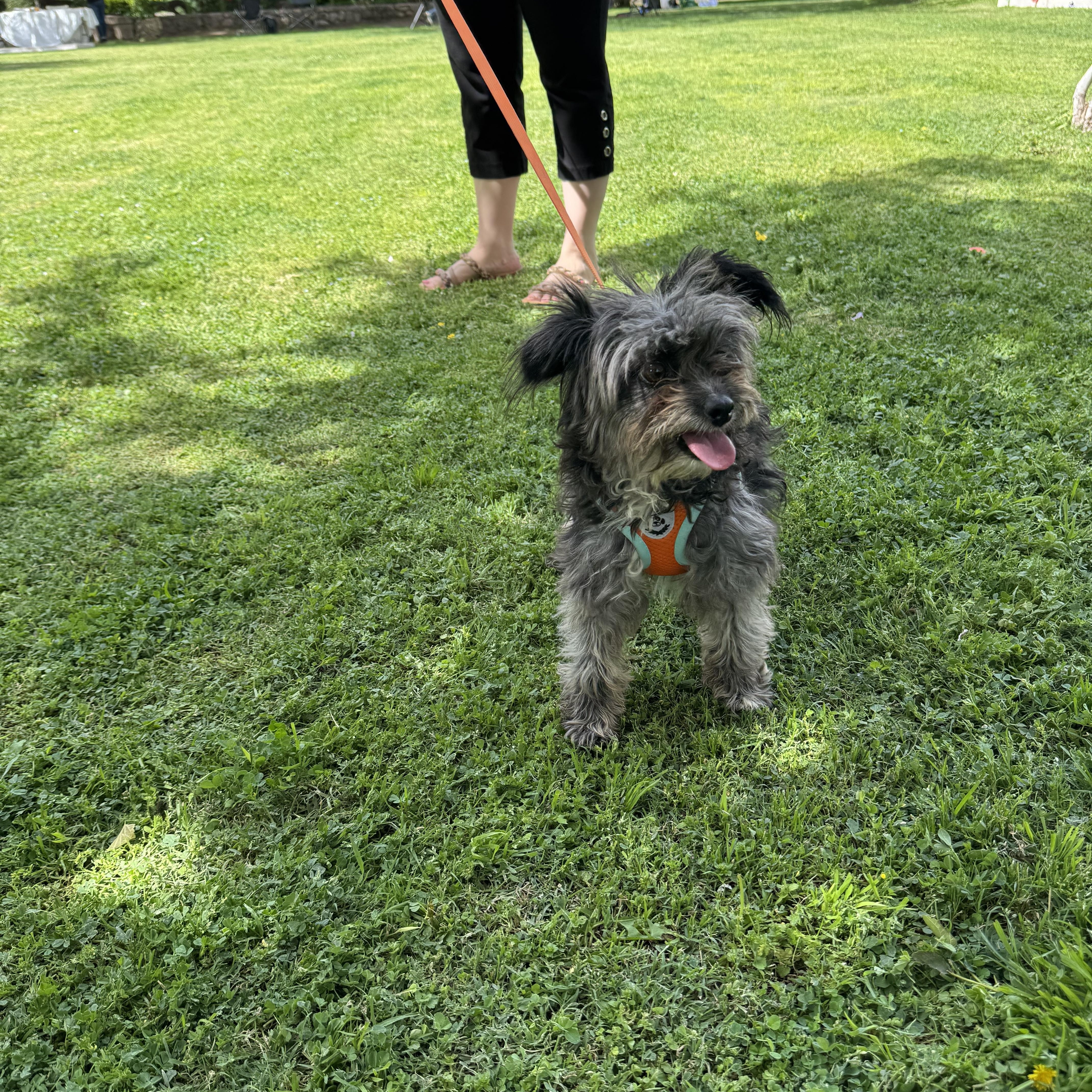 Enlarge MILA , an adopted Terrier in Nogales, SON image 5/6