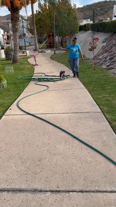 Enlarge MILA , an adopted Terrier in Nogales, SON video 4/6