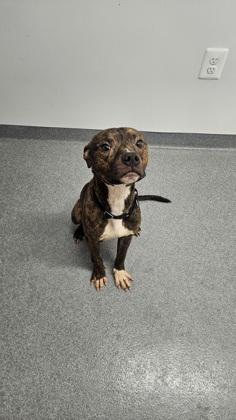 Horchata — thumbnail 2