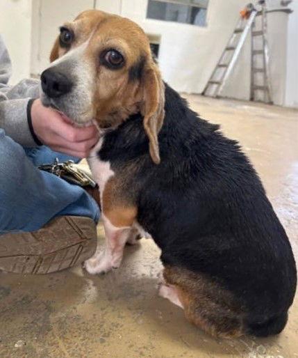 Tina, Adoptable, Senior Female Beagle.
