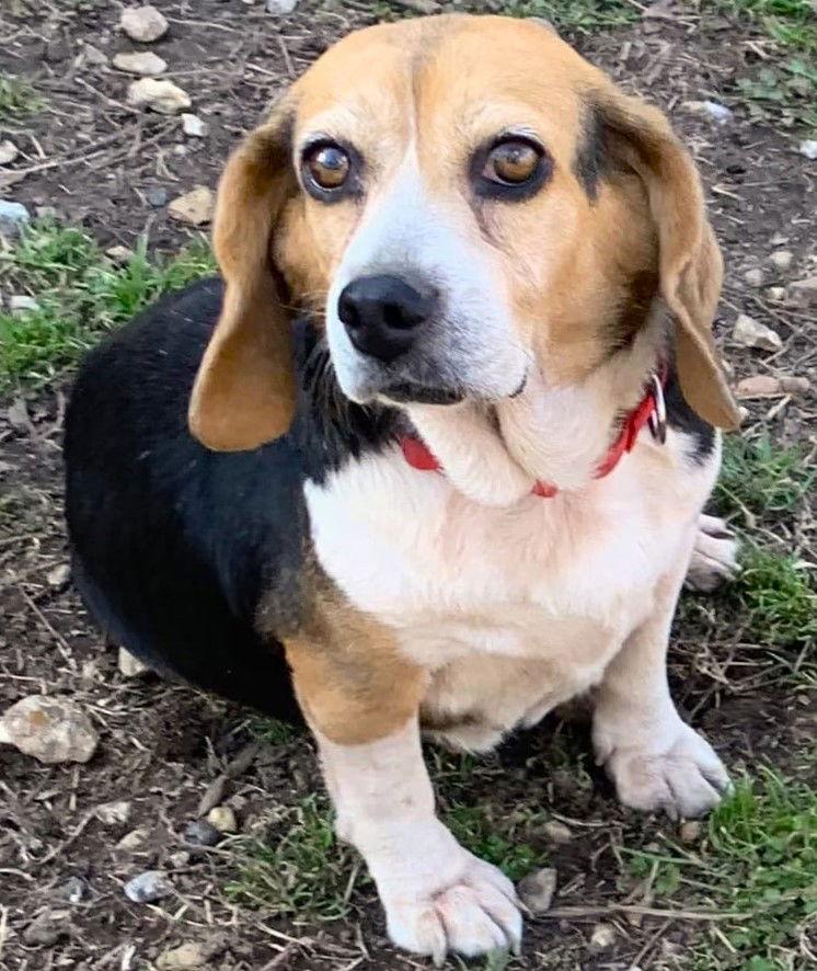 Tina, Adoptable, Senior Female Beagle.