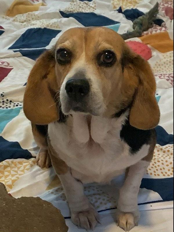 Enlarge Tina, a Adoptable Beagle in Dunnellon, FL image 3/3