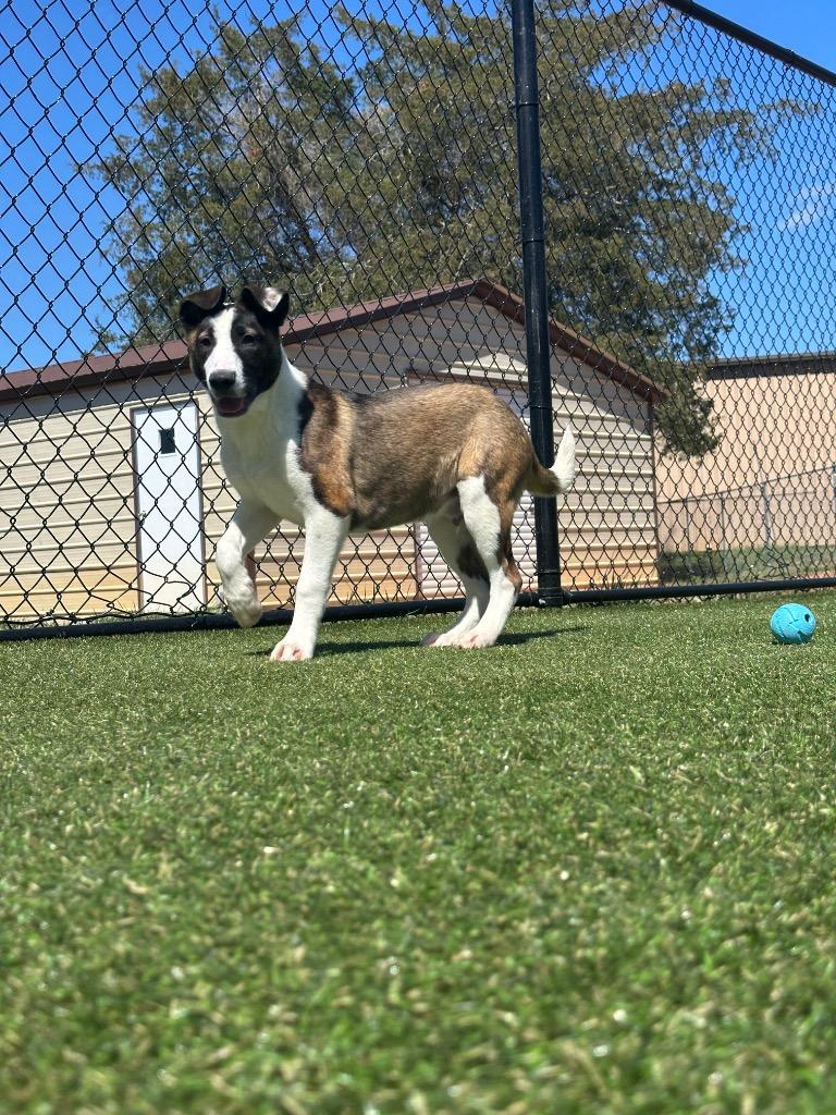 Enlarge Elvis, a Adoptable mixed breed in Lavonia, GA image 1/1