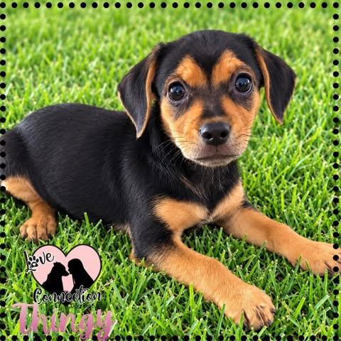 Thingy, Adopted, Puppy Female Havanese & Brussels Griffon.