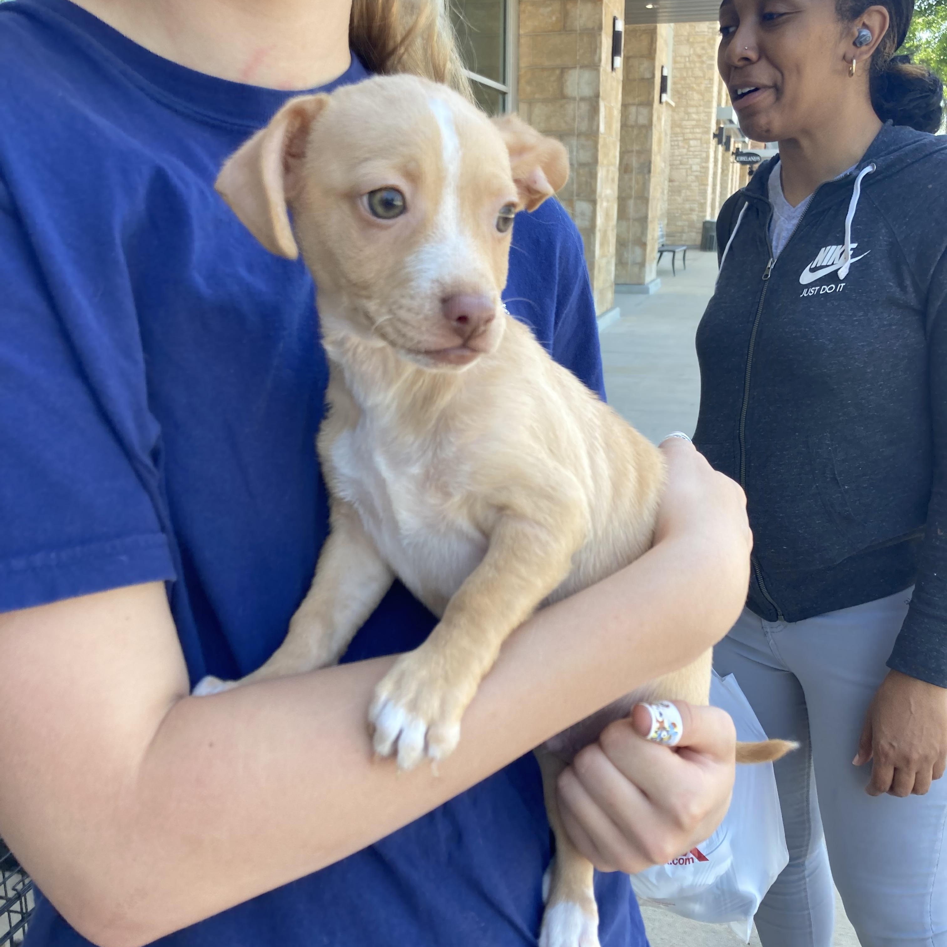 Henderson Puppies, Adopted, Puppy Male Chihuahua.