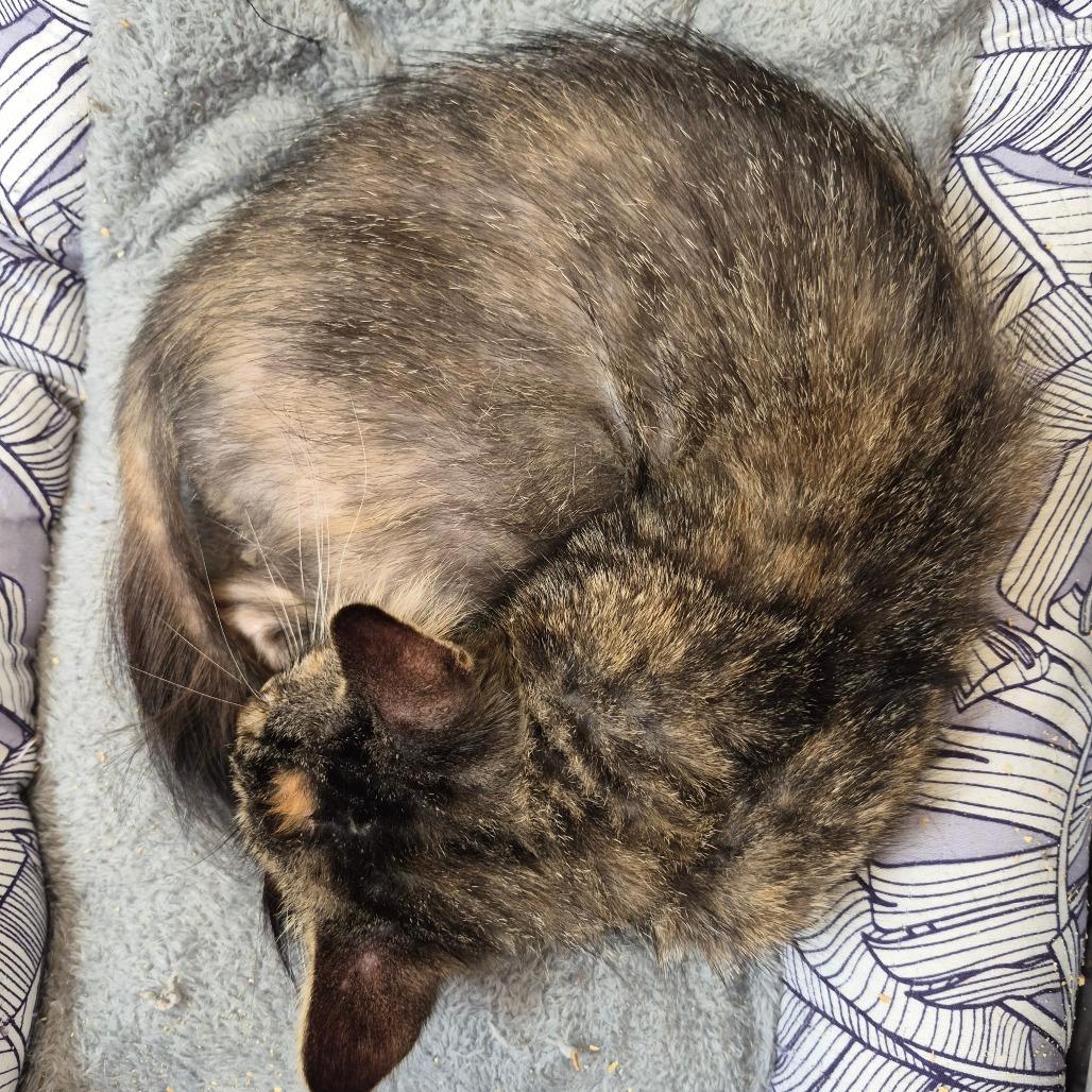 Autumn, Adoptable, Young Female Domestic Medium Hair.