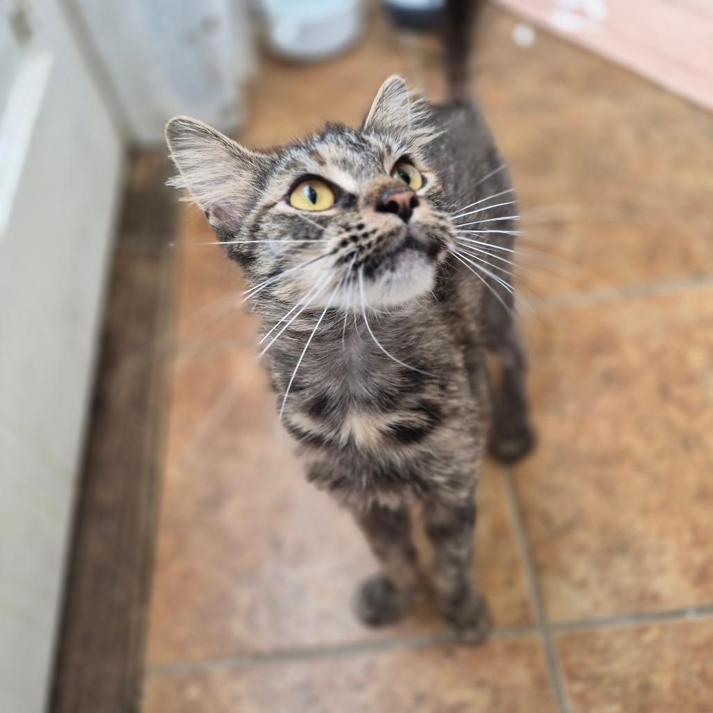 Enlarge Autumn, a Adoptable Domestic Medium Hair in Richmond, KY image 2/6