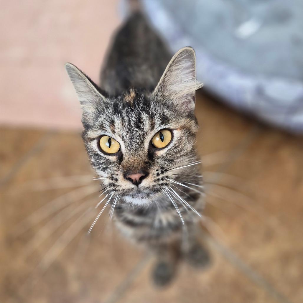 Enlarge Autumn, a Adoptable Domestic Medium Hair in Richmond, KY image 3/6