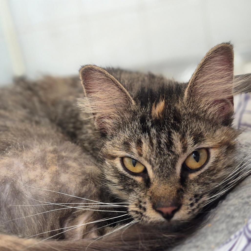 Enlarge Autumn, a Adoptable Domestic Medium Hair in Richmond, KY image 4/6