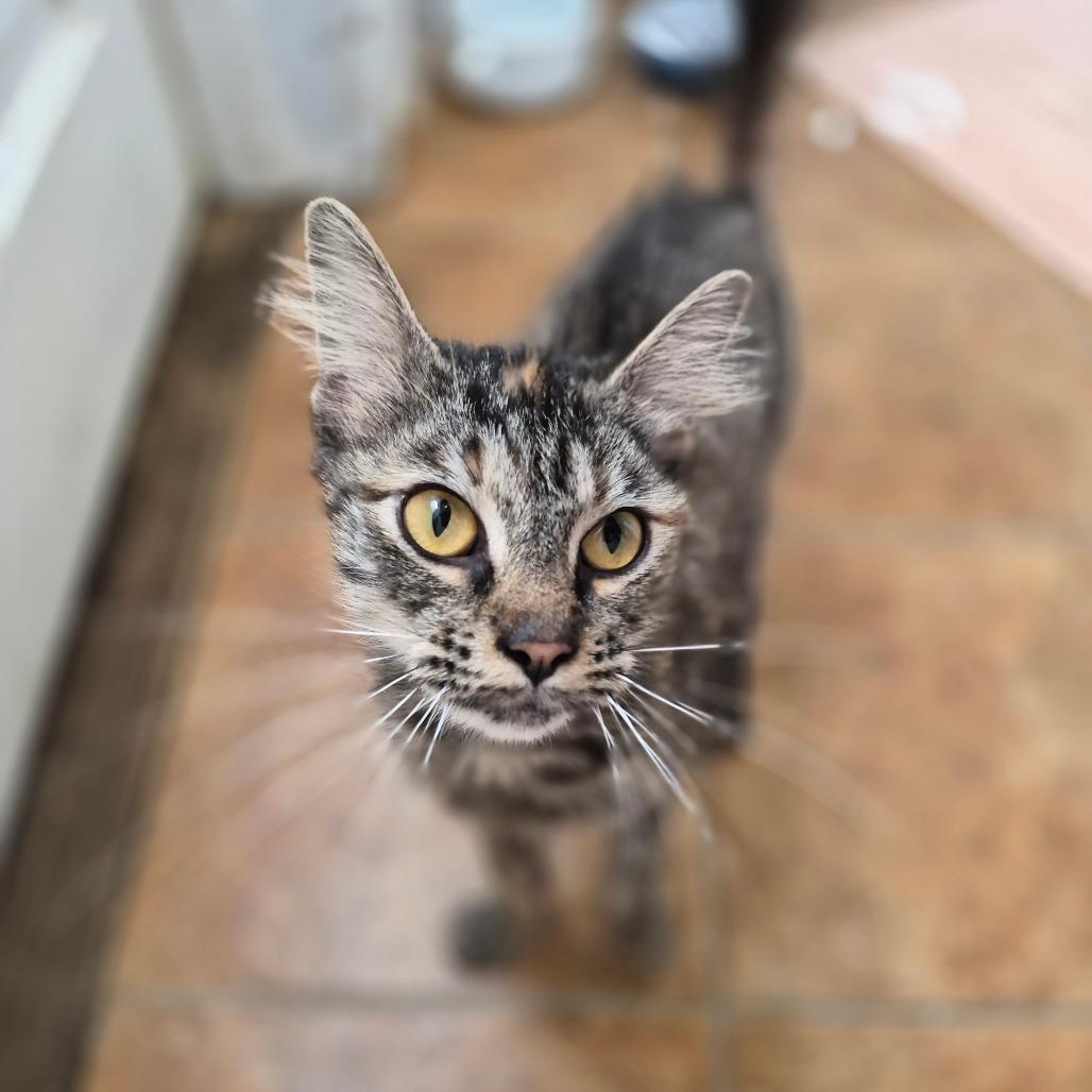 Enlarge Autumn, a Adoptable Domestic Medium Hair in Richmond, KY image 5/6