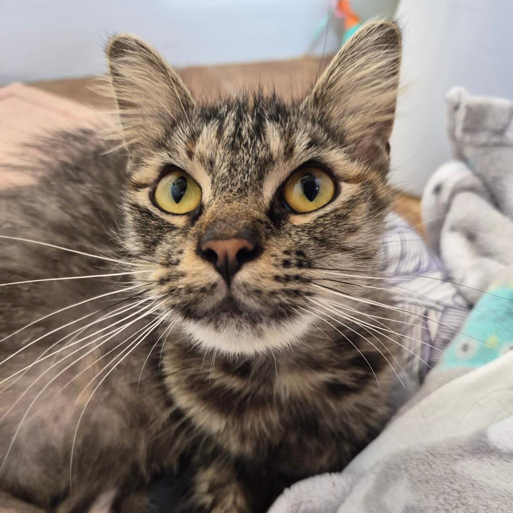 Enlarge Autumn, a Adoptable Domestic Medium Hair in Richmond, KY image 6/6