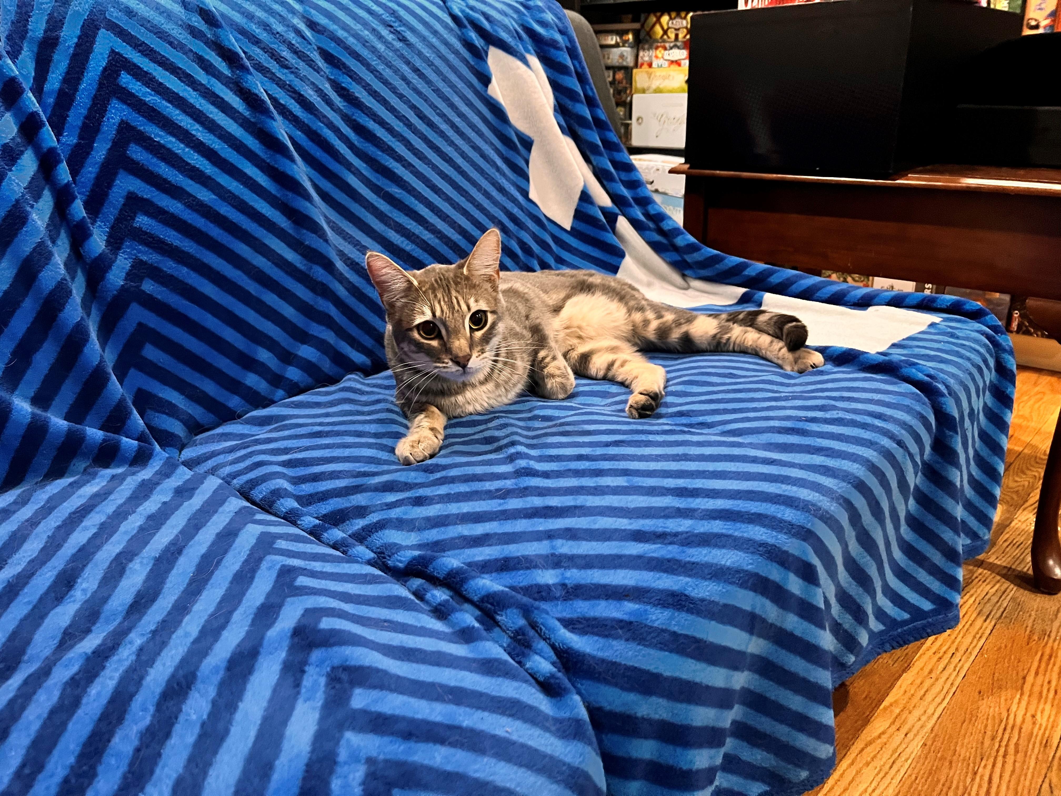 Enlarge Yuji/Eugene, a Adopted Domestic Short Hair in Bellevue, WA image 1/4