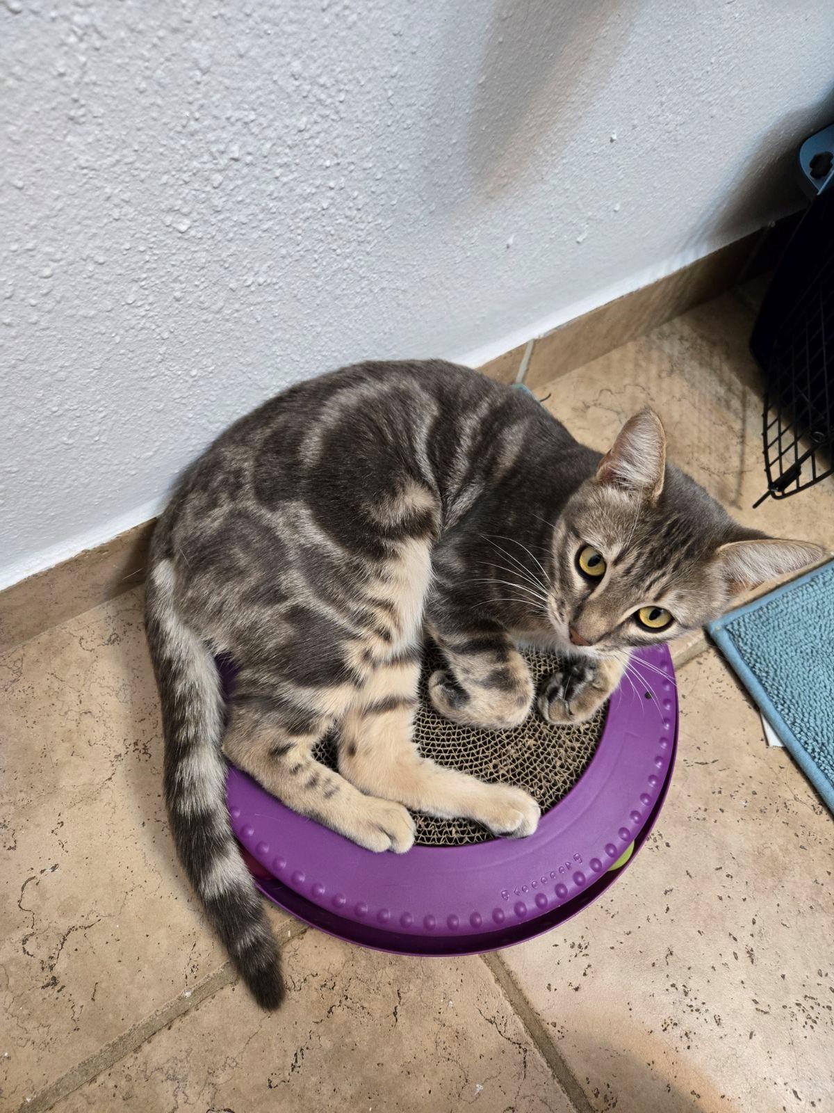 Enlarge Yuji/Eugene, a Adopted Domestic Short Hair in Bellevue, WA image 2/4