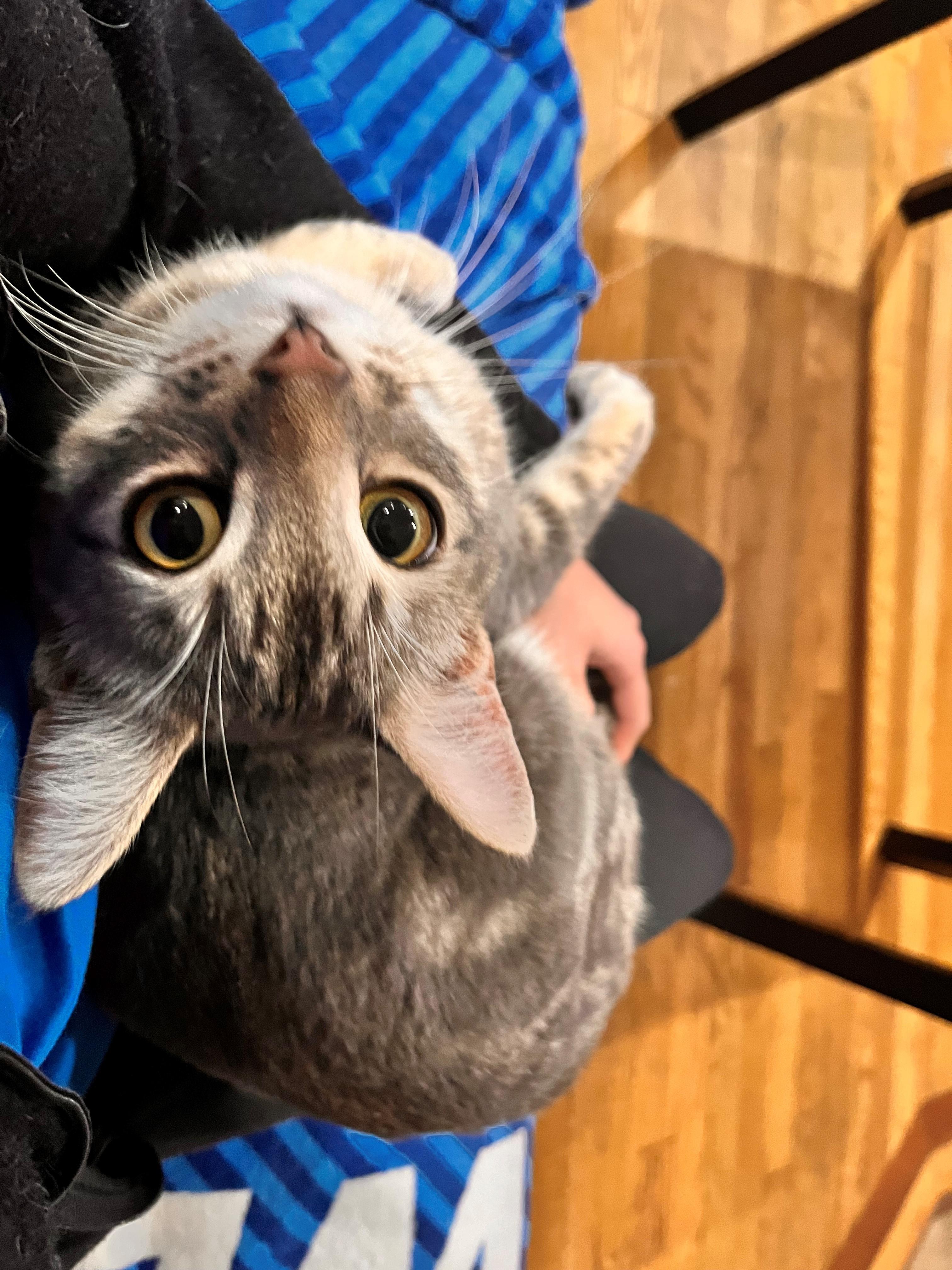 Enlarge Yuji/Eugene, a Adopted Domestic Short Hair in Bellevue, WA image 3/4