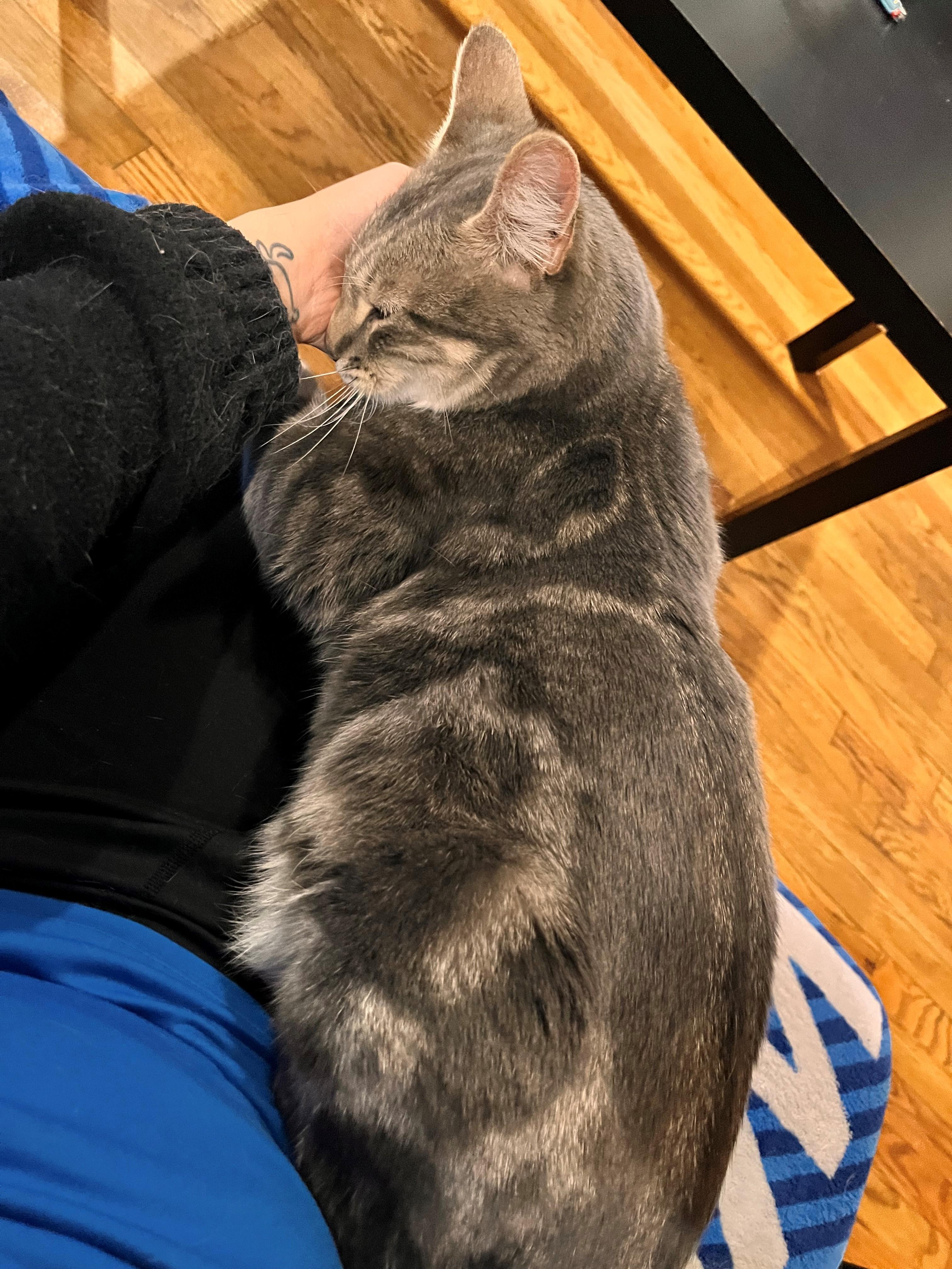 Enlarge Yuji/Eugene, a Adopted Domestic Short Hair in Bellevue, WA image 4/4