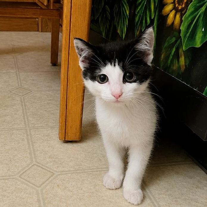 Althea, a Adoptable Domestic Short Hair in Hickory, NC image 2/5