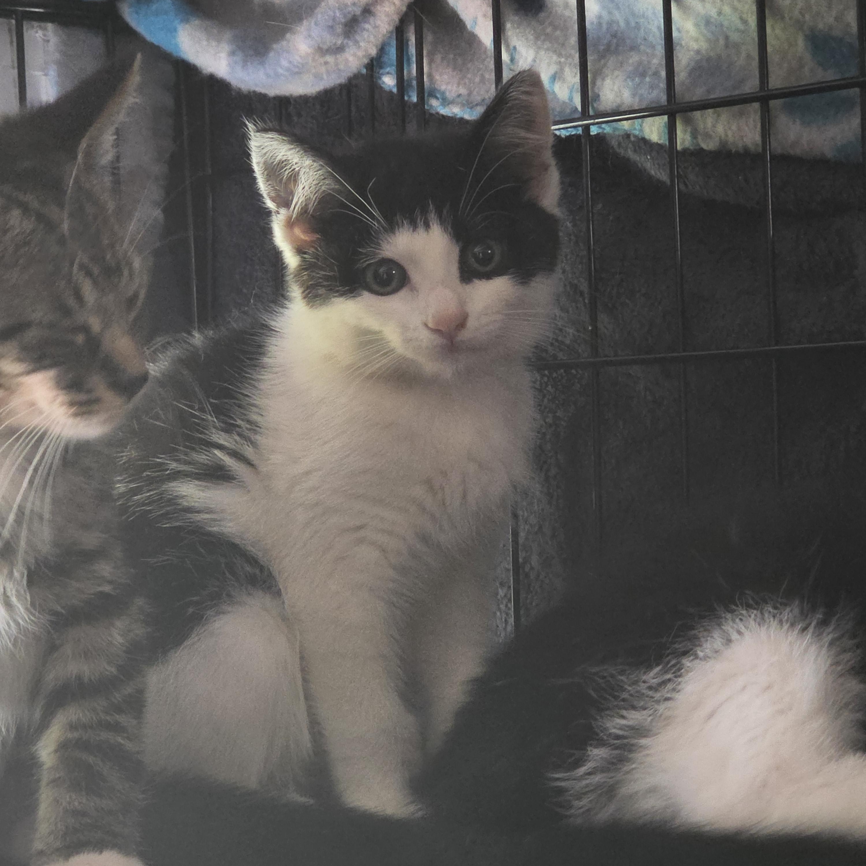 Althea, a Adoptable Domestic Short Hair in Hickory, NC image 4/5