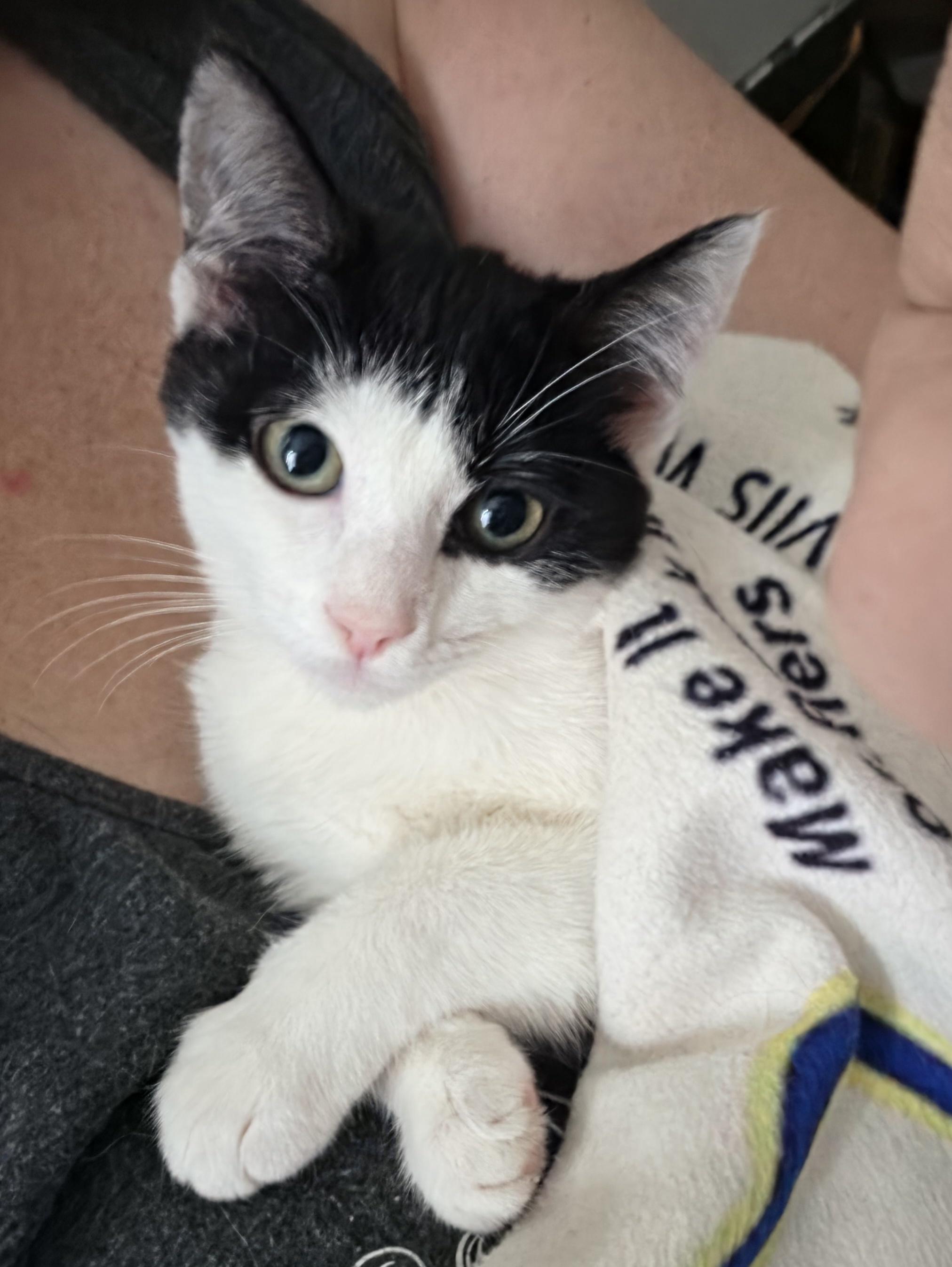 Althea, a Adoptable Domestic Short Hair in Hickory, NC image 1/5