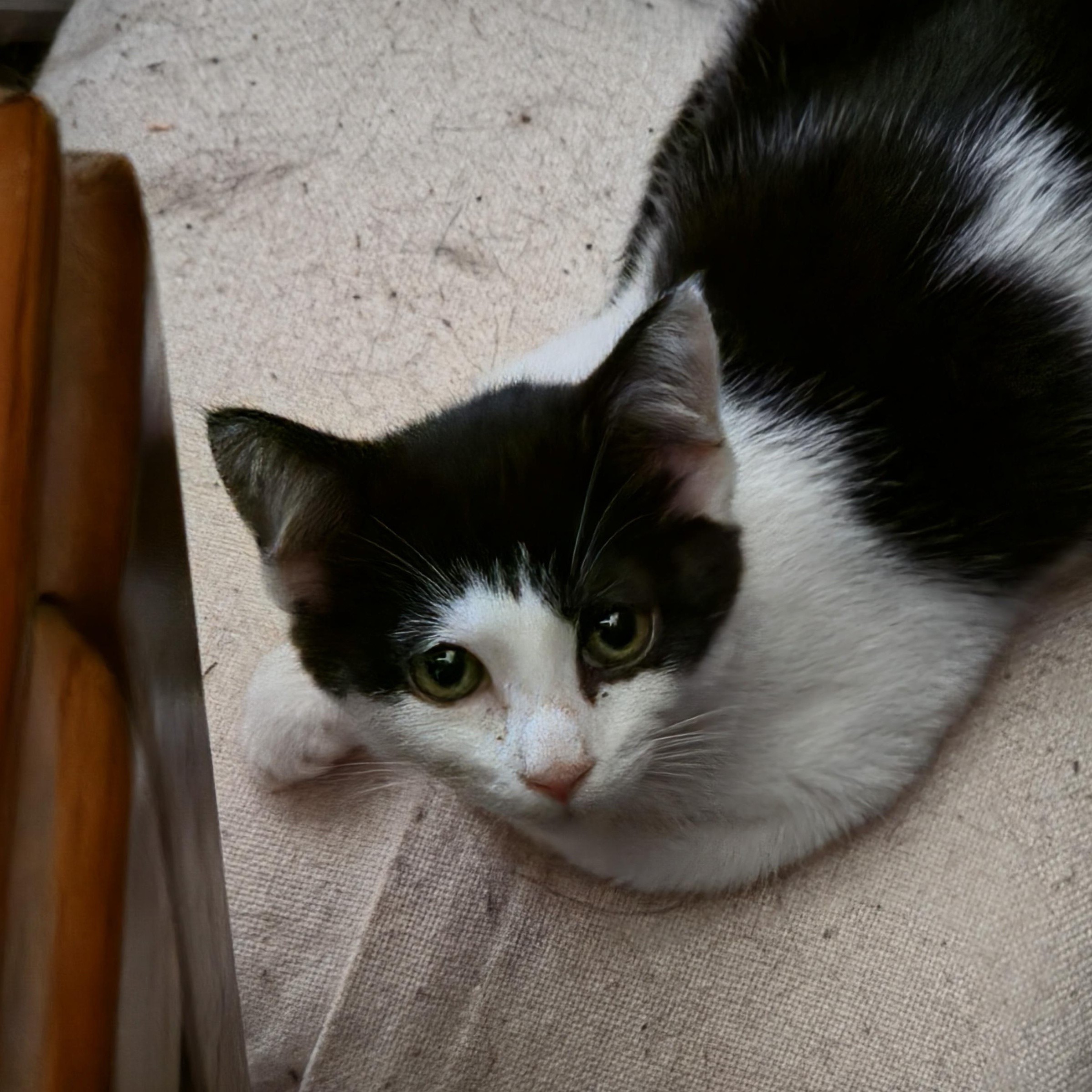 Althea, a Adoptable Domestic Short Hair in Hickory, NC image 3/5