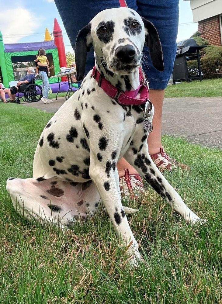 Lucy, Adoptable, Adult Female Dalmatian.