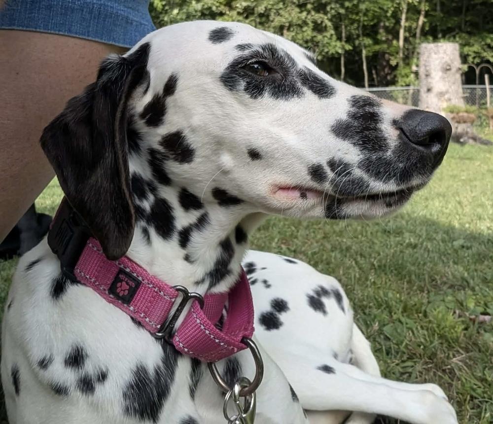 Enlarge Lucy, a Adoptable Dalmatian in Alden, NY image 2/4