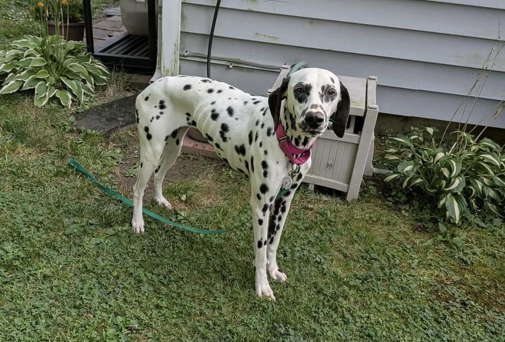 Enlarge Lucy, a Adoptable Dalmatian in Alden, NY image 3/4