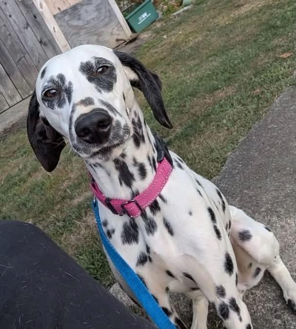 Enlarge Lucy, a Adoptable Dalmatian in Alden, NY image 4/4