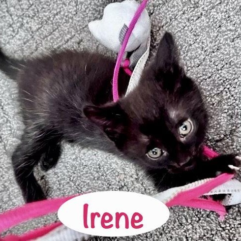 Enlarge Irene, a Adoptable Domestic Short Hair in Reston, VA image 1/3