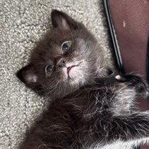 Irene, Adoptable, Kitten Male Domestic Short Hair.