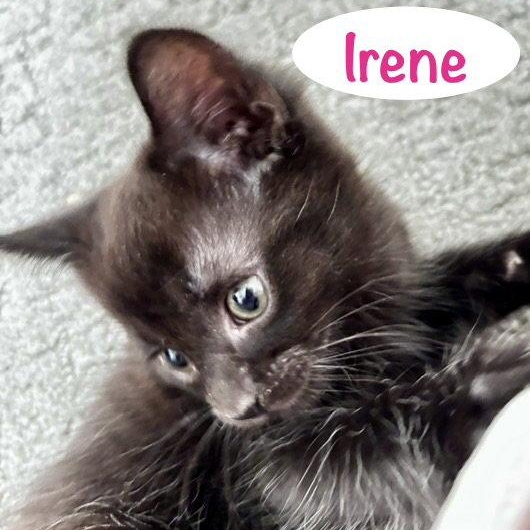 Enlarge Irene, a Adoptable Domestic Short Hair in Reston, VA image 2/3