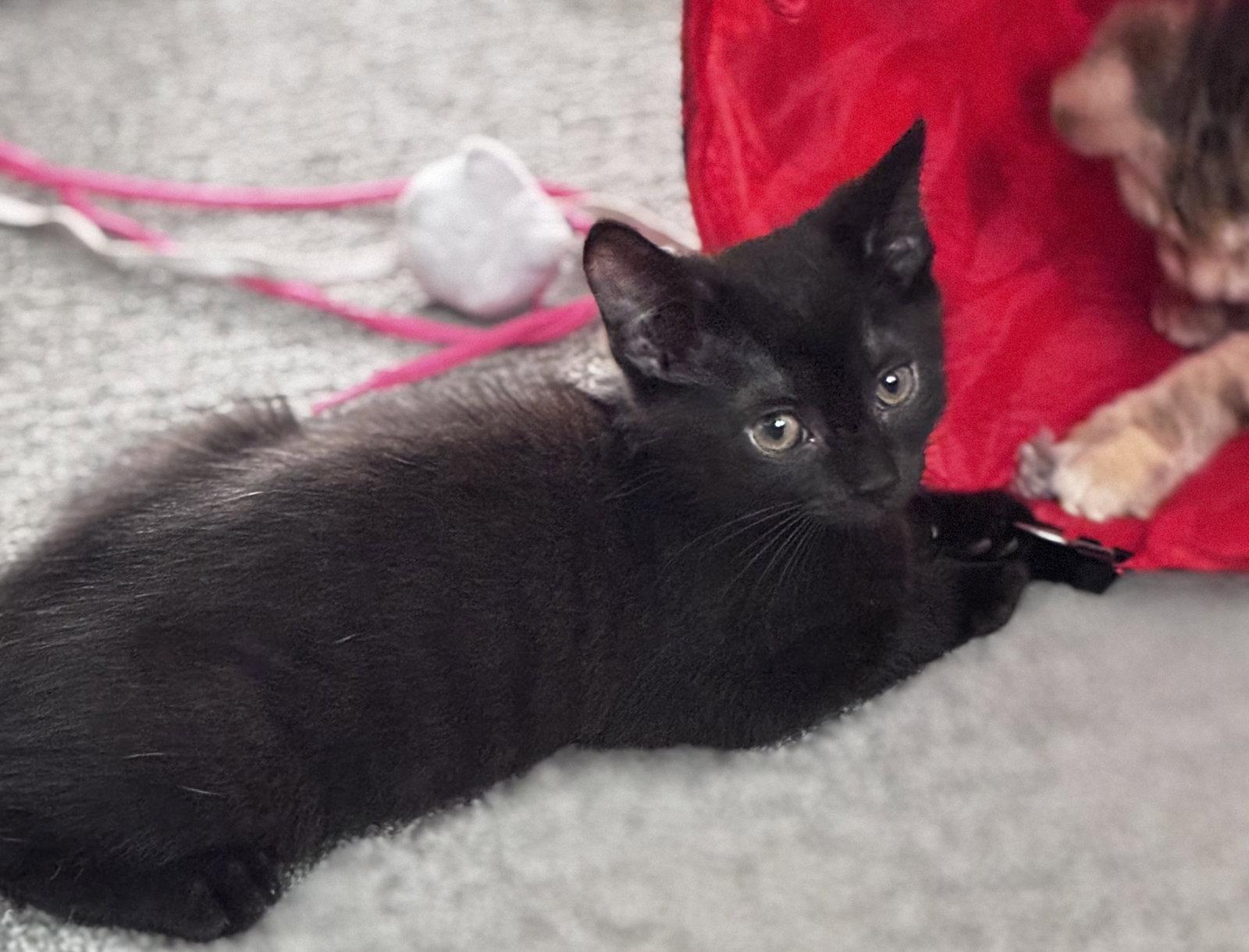 Enlarge Irene, a Adoptable Domestic Short Hair in Reston, VA image 1/3