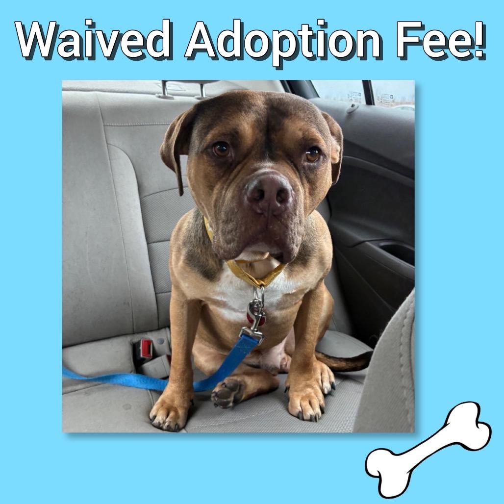 Gino ~ WAIVED ADOPTION FEE!, Adoptable, Adult Male Pit Bull Terrier.