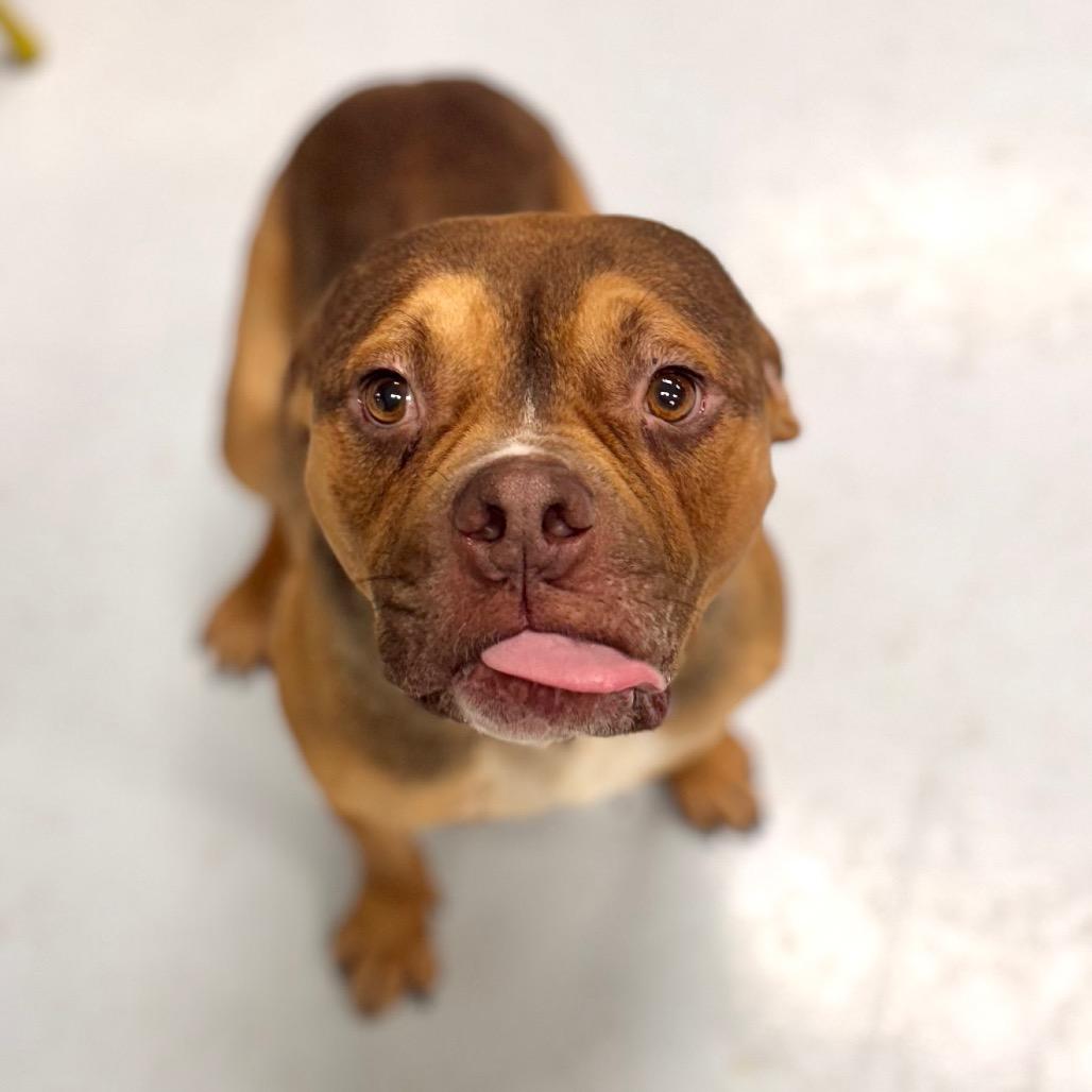 Enlarge Gino, a Adoptable Pit Bull Terrier in Chicago, IL image 2/6