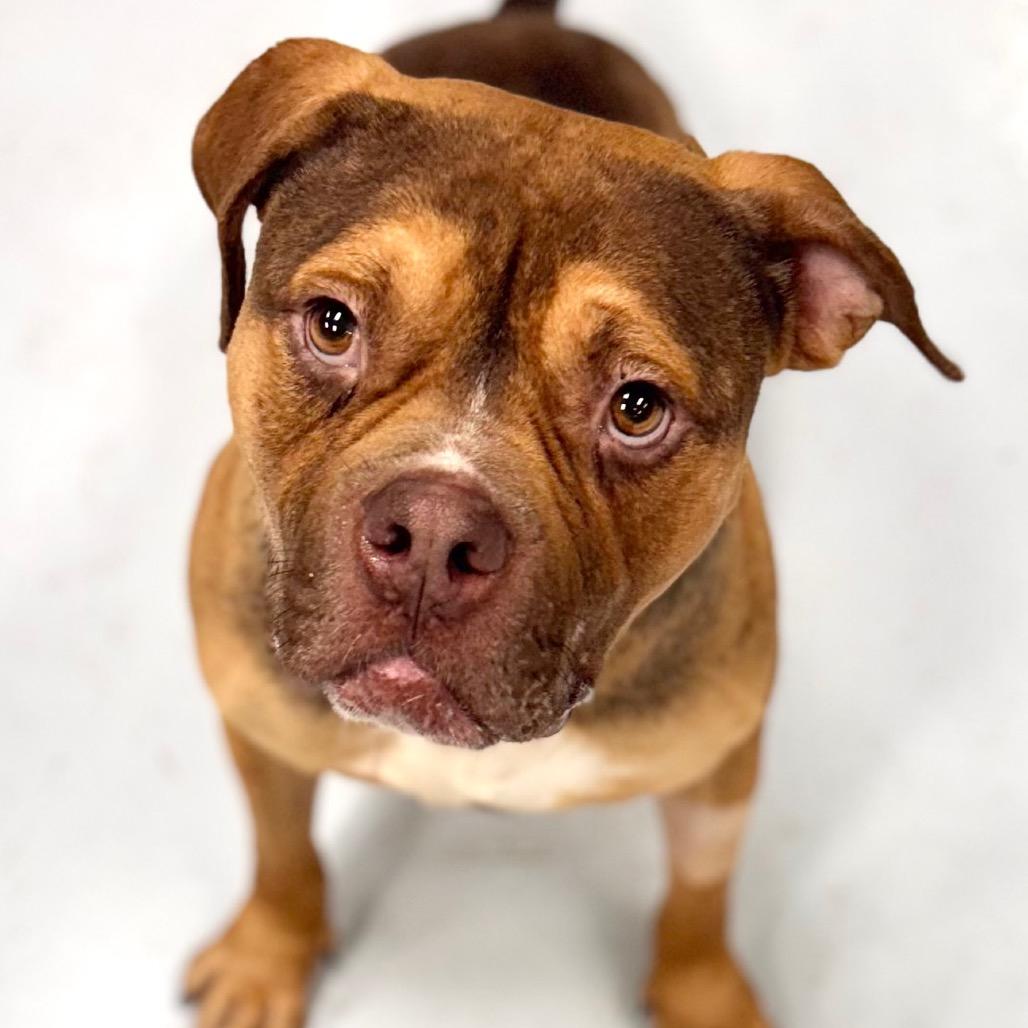 Enlarge Gino, a Adoptable Pit Bull Terrier in Chicago, IL image 3/6