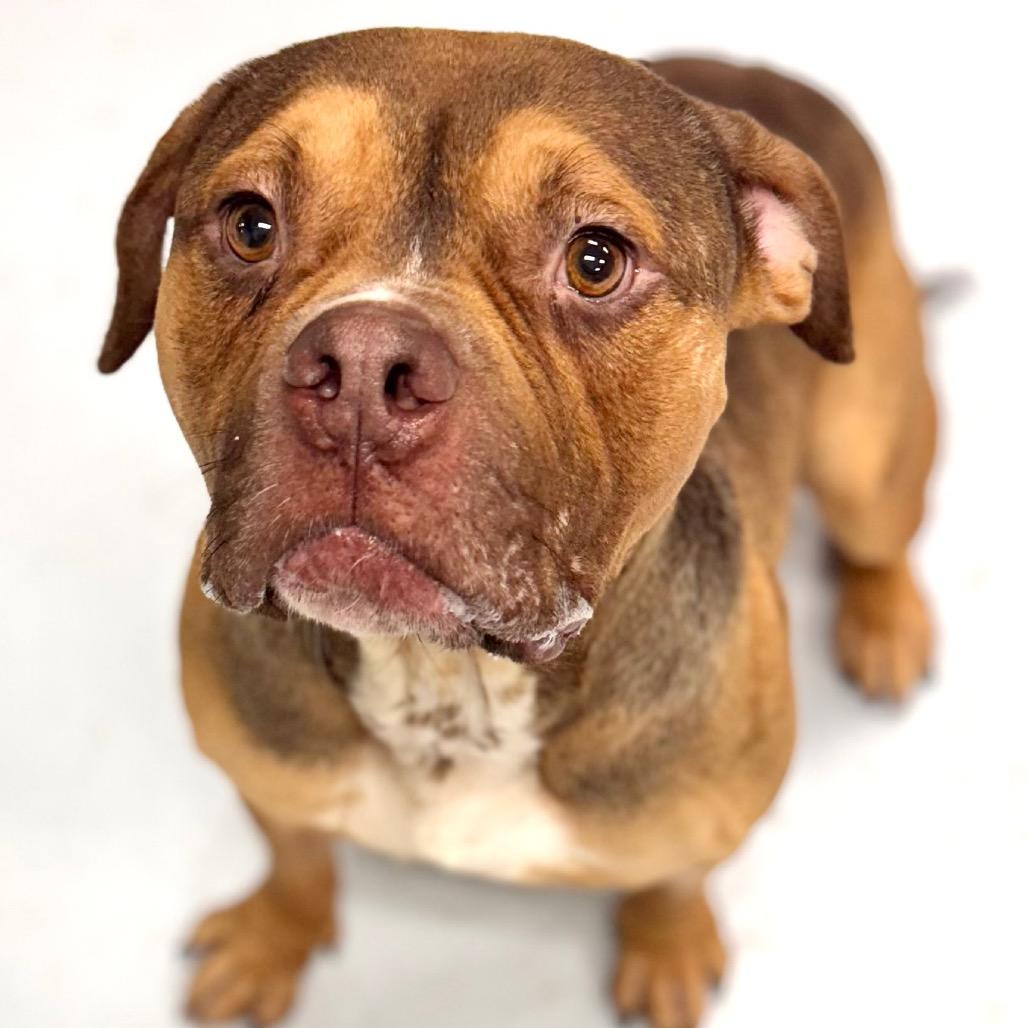 Enlarge Gino, a Adoptable Pit Bull Terrier in Chicago, IL image 4/6