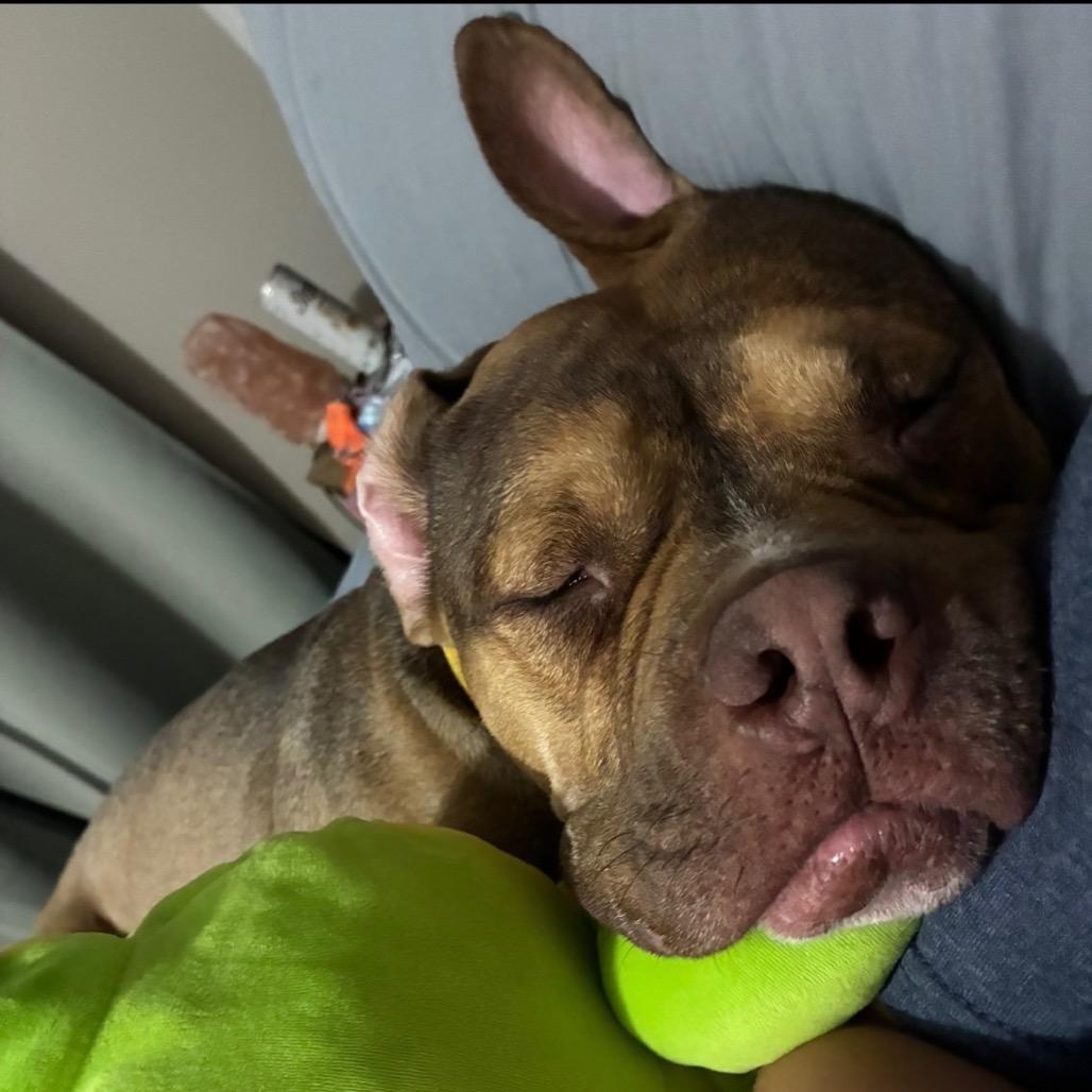 Gino, Adoptable, Adult Male Pit Bull Terrier.