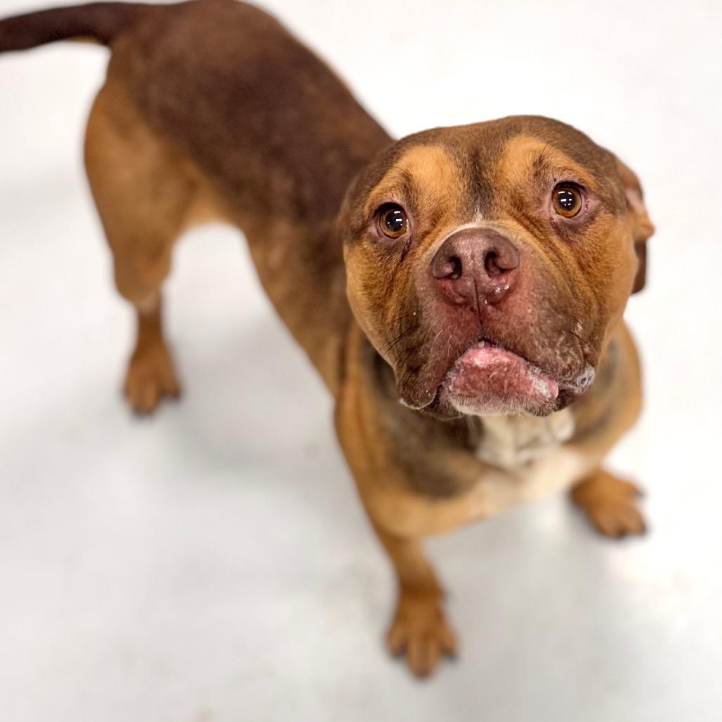 Enlarge Gino, a Adoptable Pit Bull Terrier in Chicago, IL image 5/6