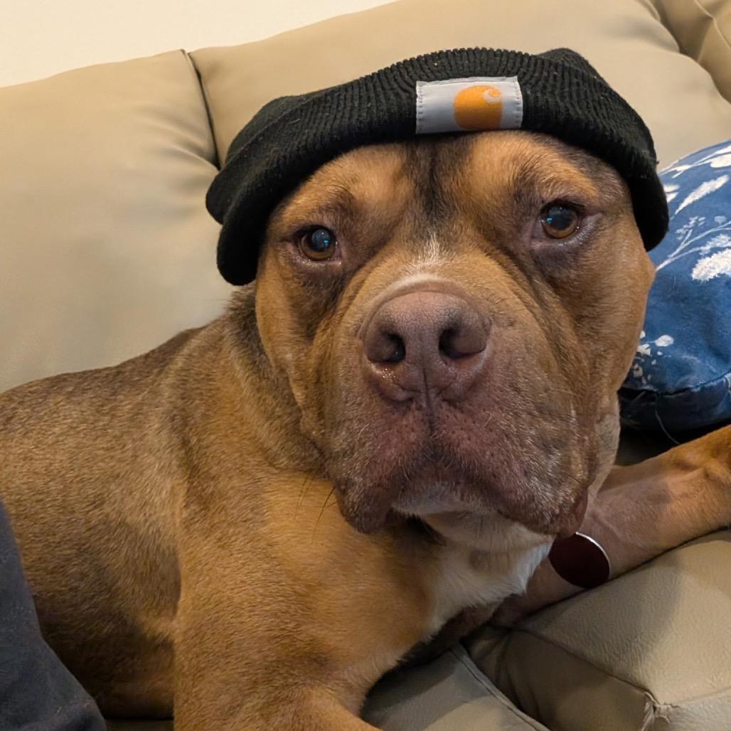 Enlarge Gino, a Adoptable Pit Bull Terrier in Chicago, IL image 1/6