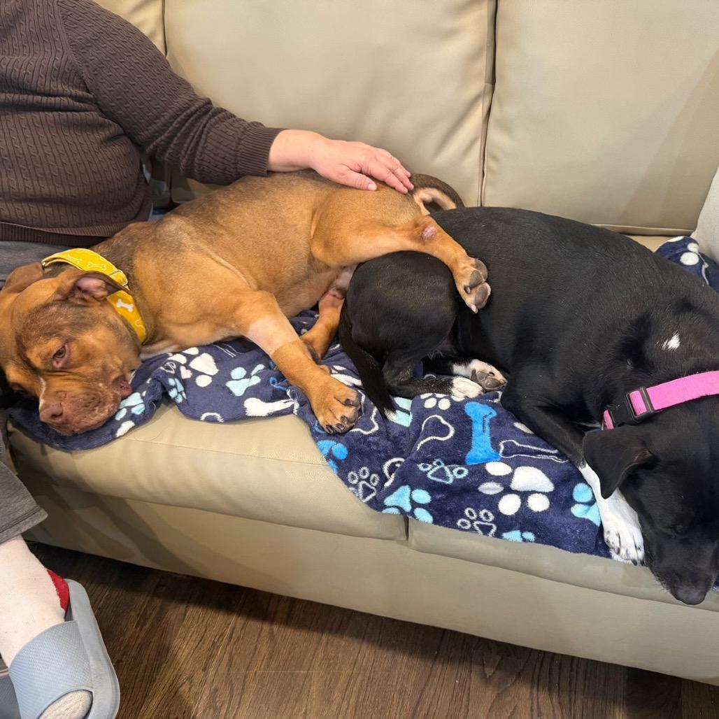 Enlarge Gino, a Adoptable Pit Bull Terrier in Chicago, IL image 2/6