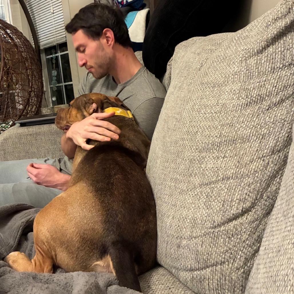 Enlarge Gino, a Adoptable Pit Bull Terrier in Chicago, IL image 5/6