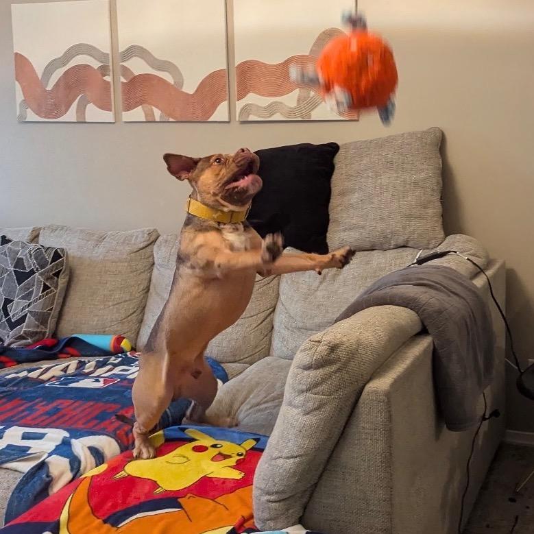 Enlarge Gino, a Adoptable Pit Bull Terrier in Chicago, IL image 6/6